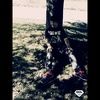 t_prinzo