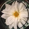 herrm01