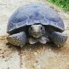 tortious