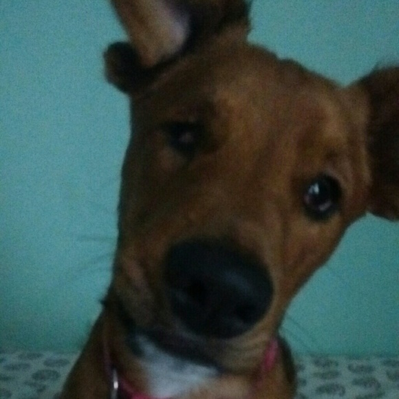 schnoodlenoodle