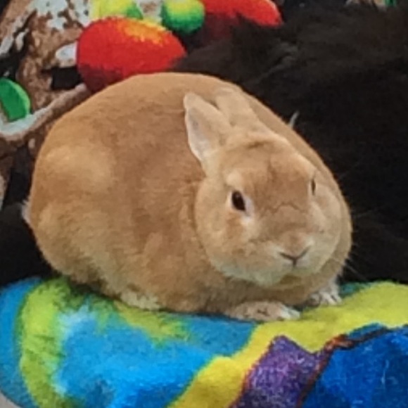 lcbunny