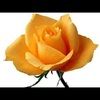 davisrose