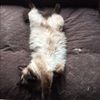 catwag83
