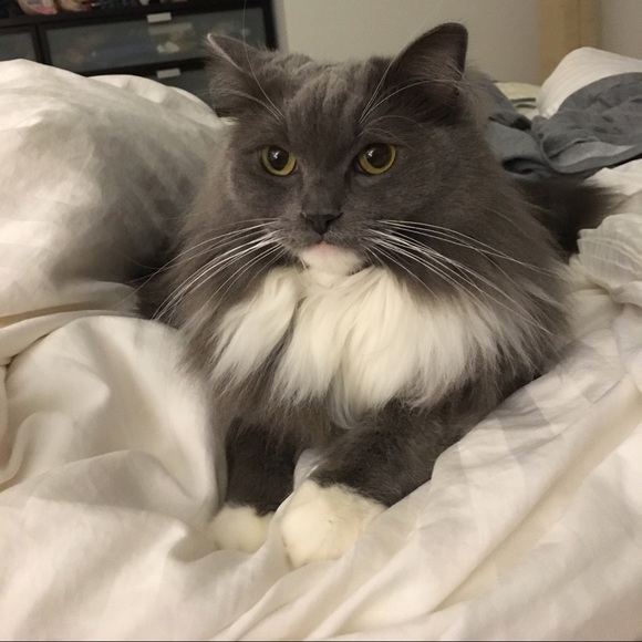 fookittie