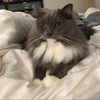 fookittie