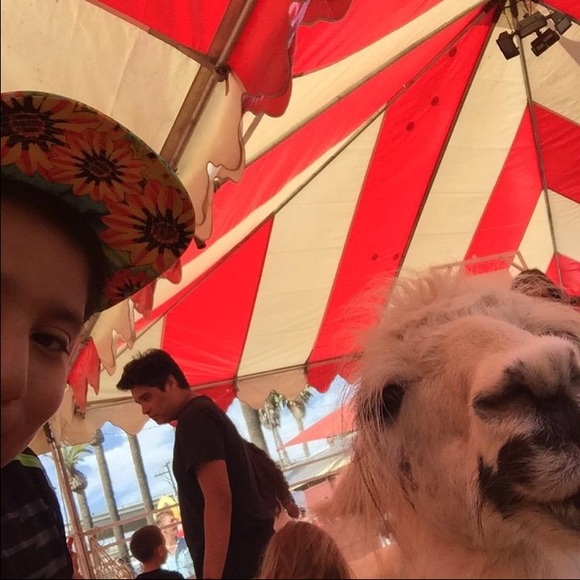 llama_hyenas