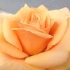 leila_musleh