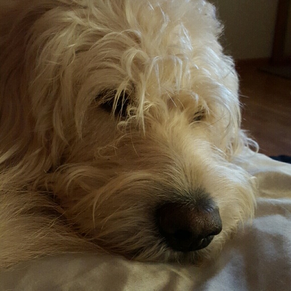 snailer