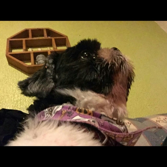 catiemonster