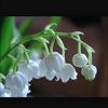 haydie052392