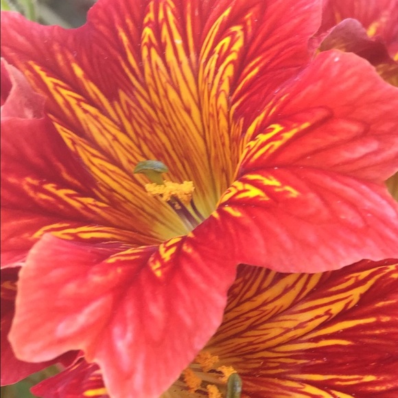 floradorable