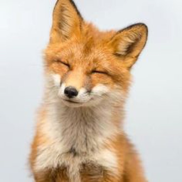 foxjab
