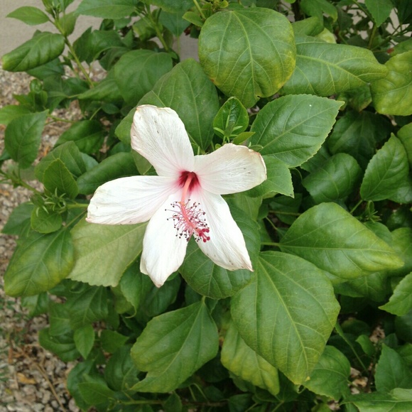 sugarblossom1