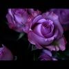 mzflower14