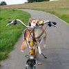 dleila