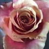 suzanner1129