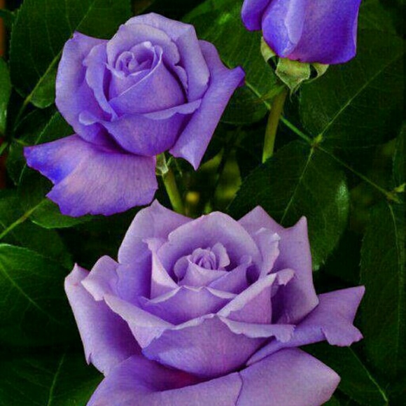 sheri715