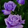 sheri715