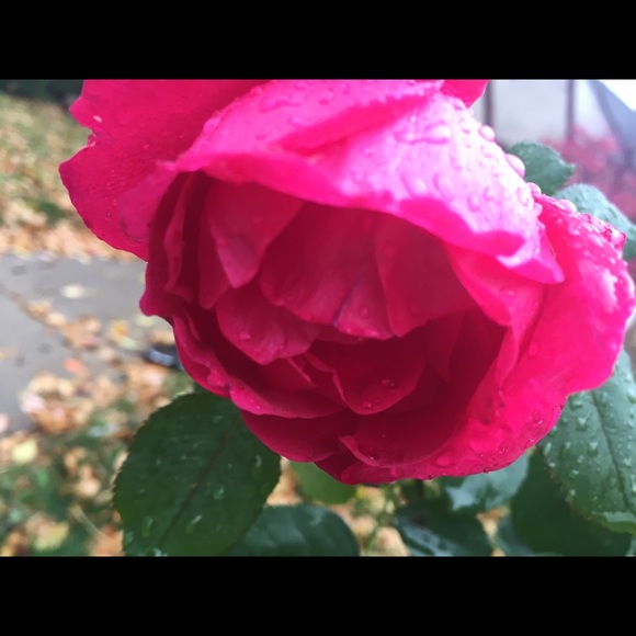 lillian_selberg