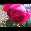 lillian_selberg