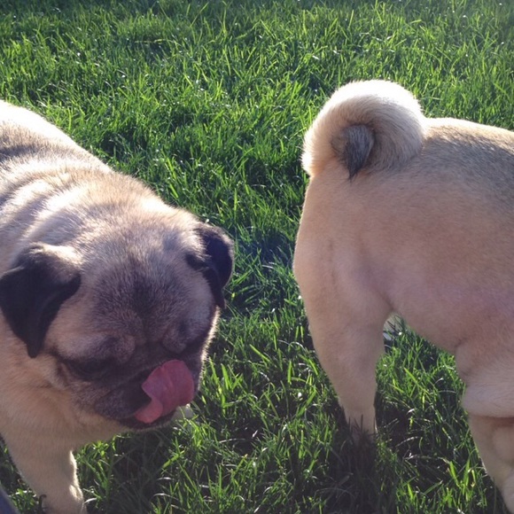 avabeck