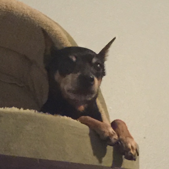 tribi