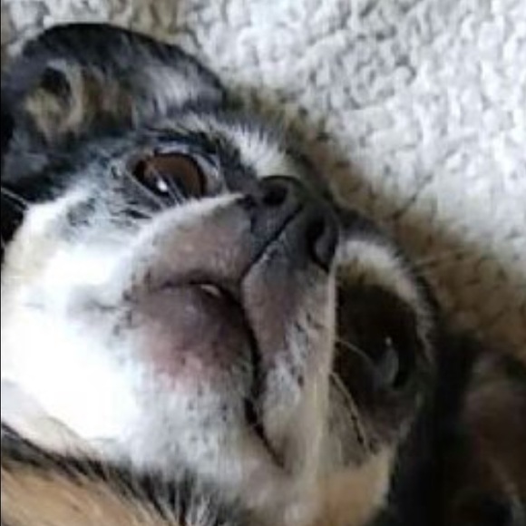 lambingc