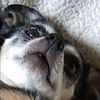 lambingc