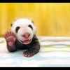 hummuspie
