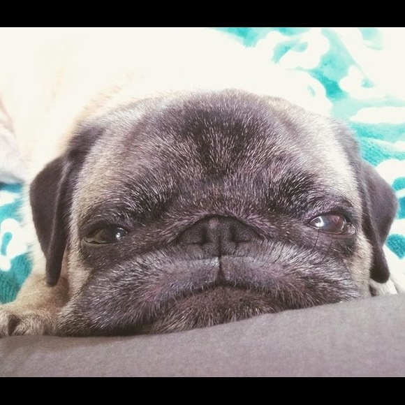 pugsnolaf