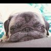 pugsnolaf