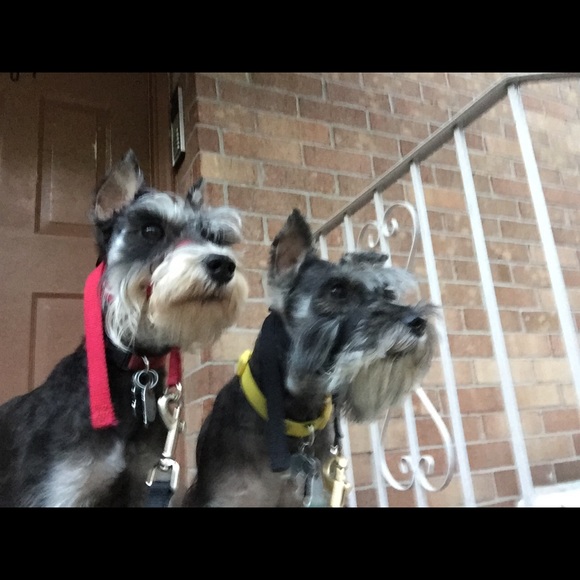 schnauz