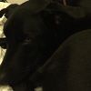 ridgeback11