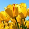 antonice22