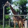 giraffe_lover