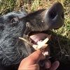 aloha_colton