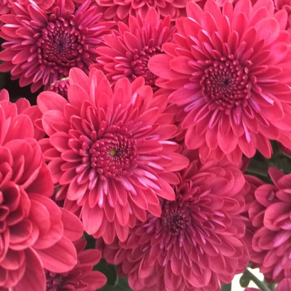 rzubi2