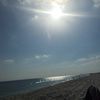 nubian_sunflwer