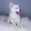 sue_kim2