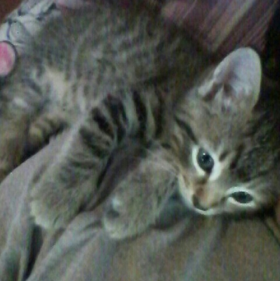 delaria