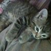 delaria