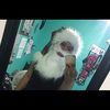 lil_taco