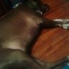 lenny_bear