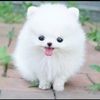 lauren_azzam