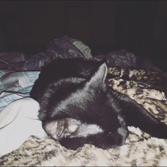 kittycat756