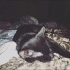 kittycat756