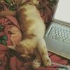 morgie0329