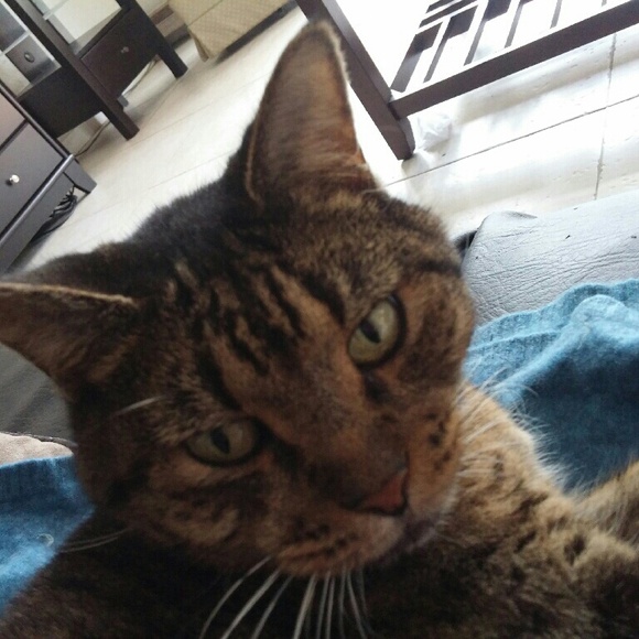 kittylemus