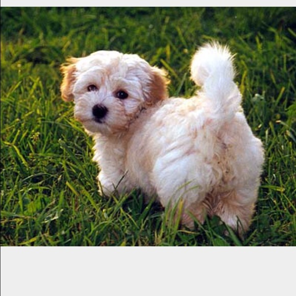 garridogi