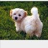 garridogi